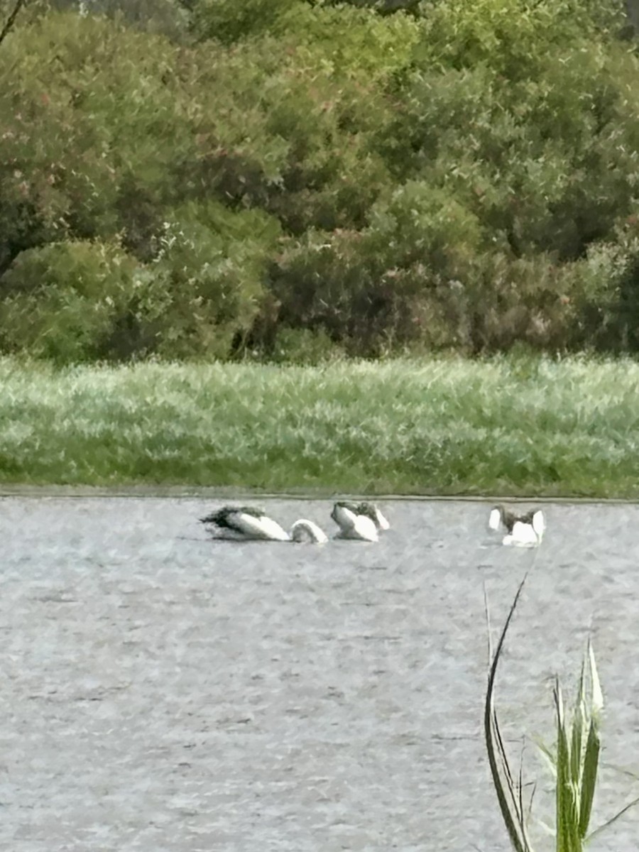 Australian Pelican - ML644078528