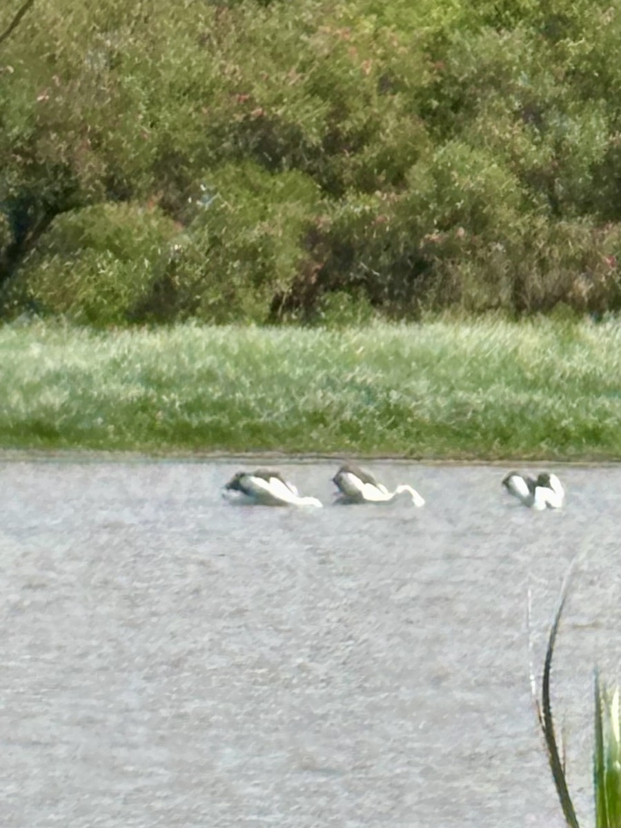 Australian Pelican - ML644078529