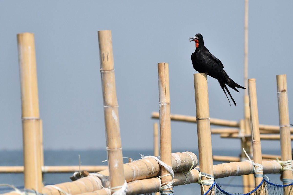 Lesser Frigatebird - ML644078530