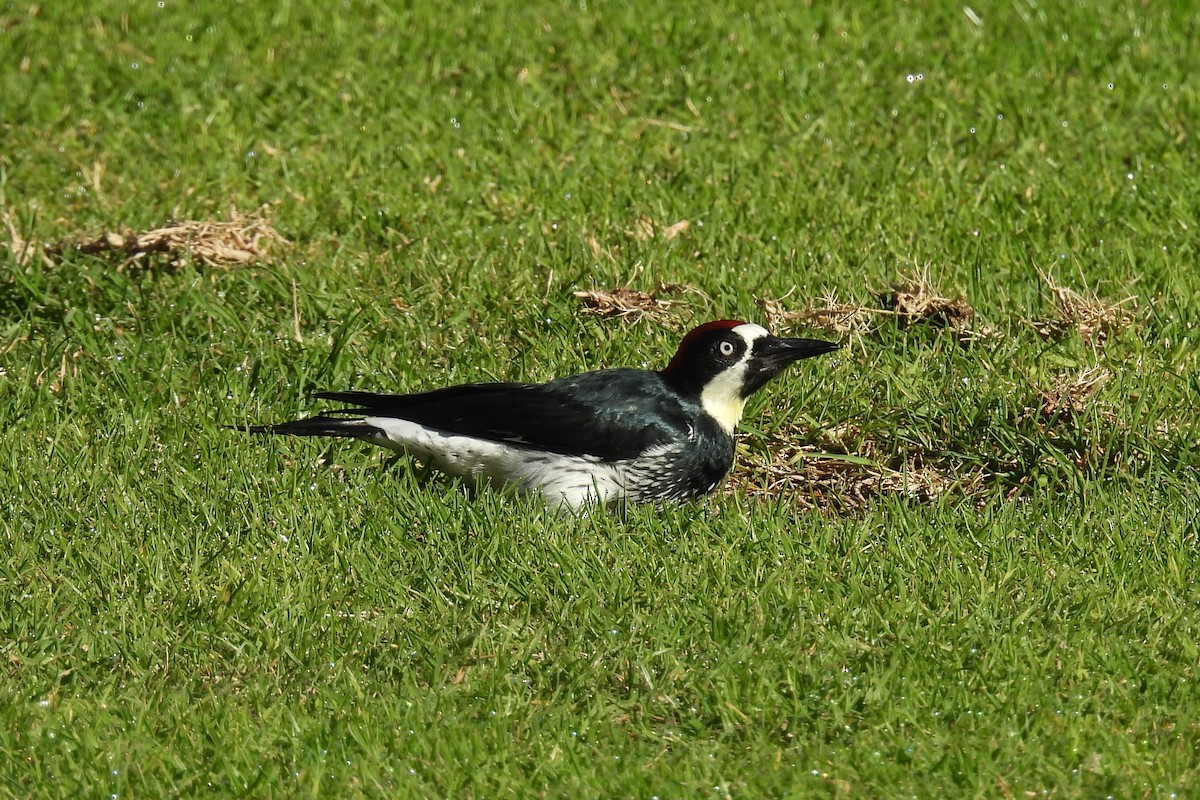 Acorn Woodpecker - ML644078539