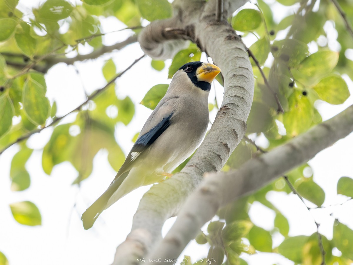 Japanese Grosbeak - ML644078540