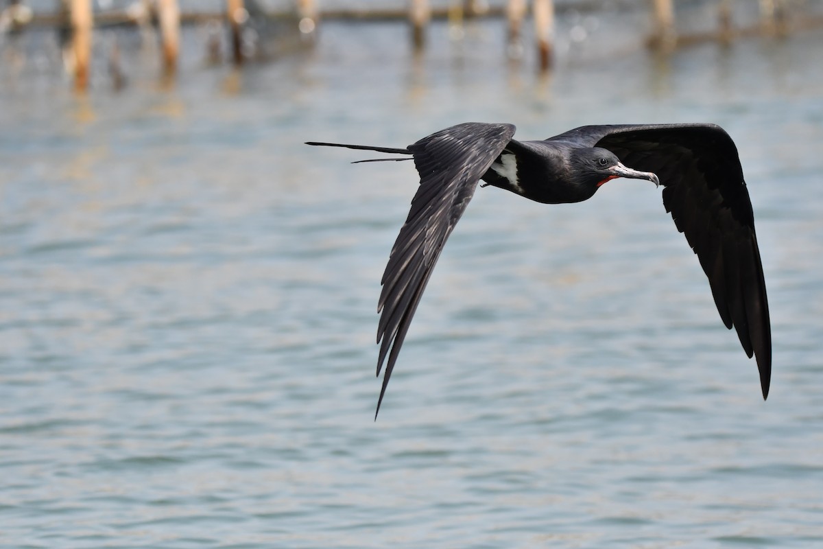 Lesser Frigatebird - ML644078541