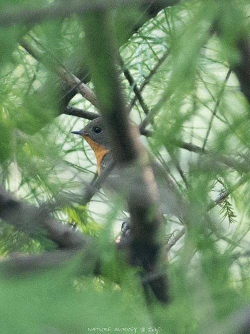 Mugimaki Flycatcher - ML644078543