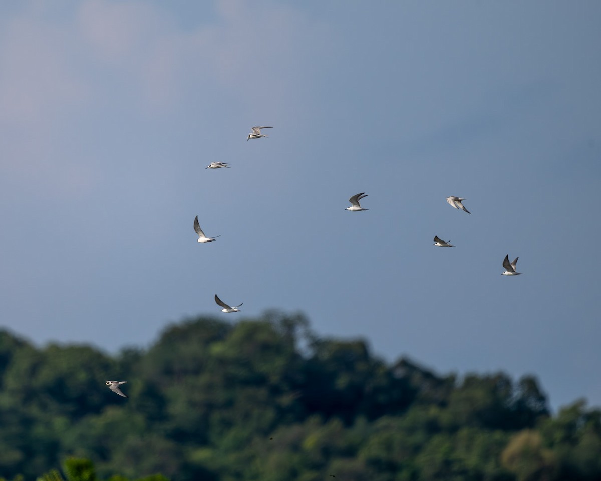 White-winged Tern - ML644078544