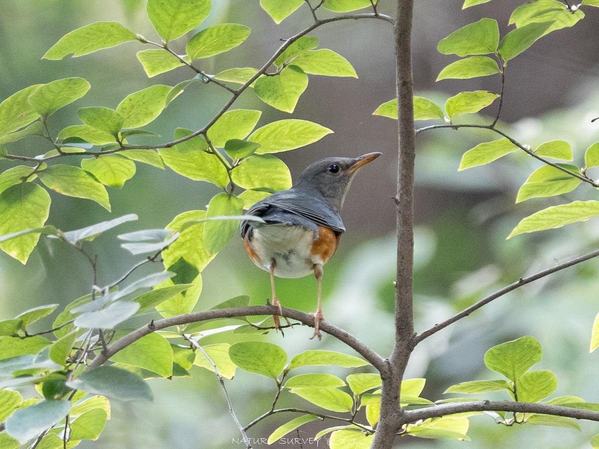 Gray-backed Thrush - ML644078546