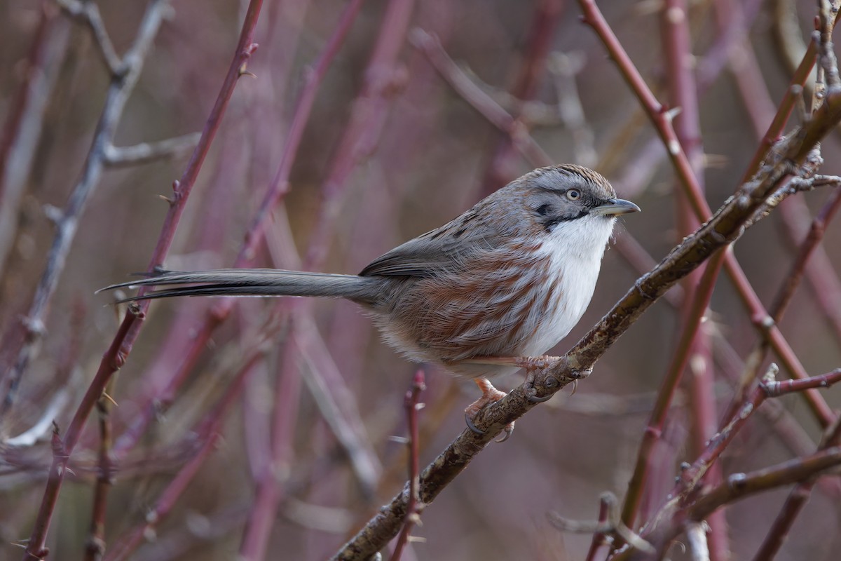 Beijing Babbler - ML644078548