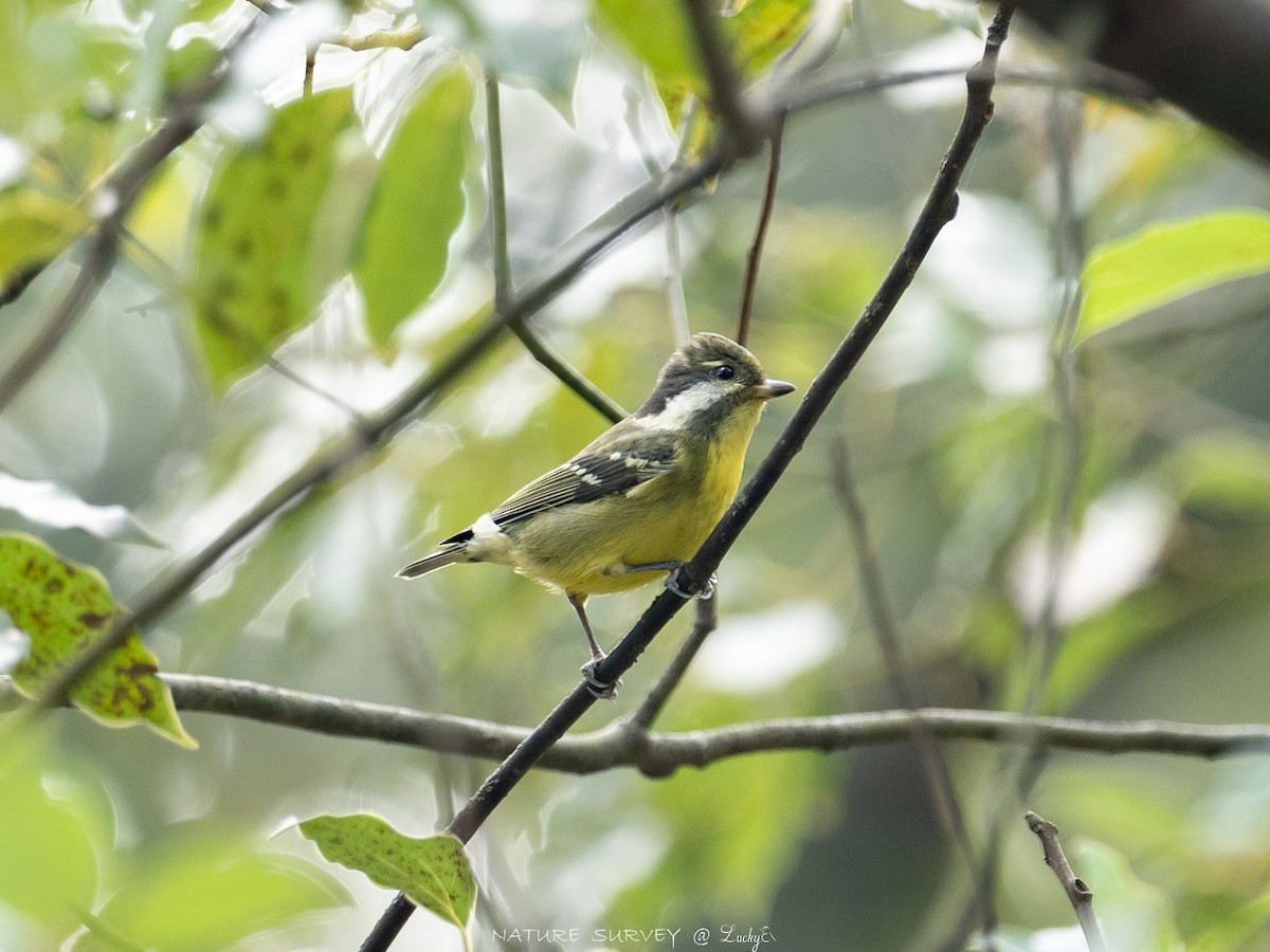 Yellow-bellied Tit - ML644078549