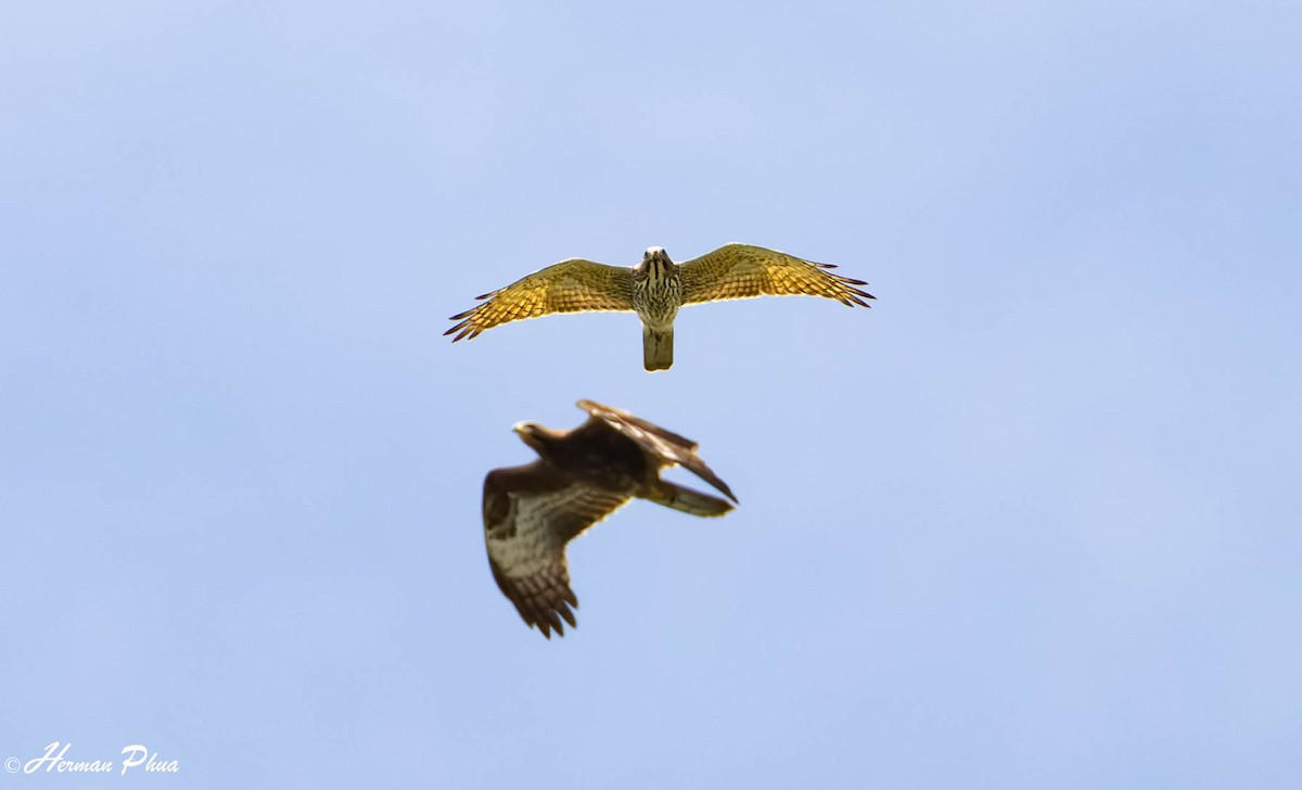 Gray-faced Buzzard - ML644078561