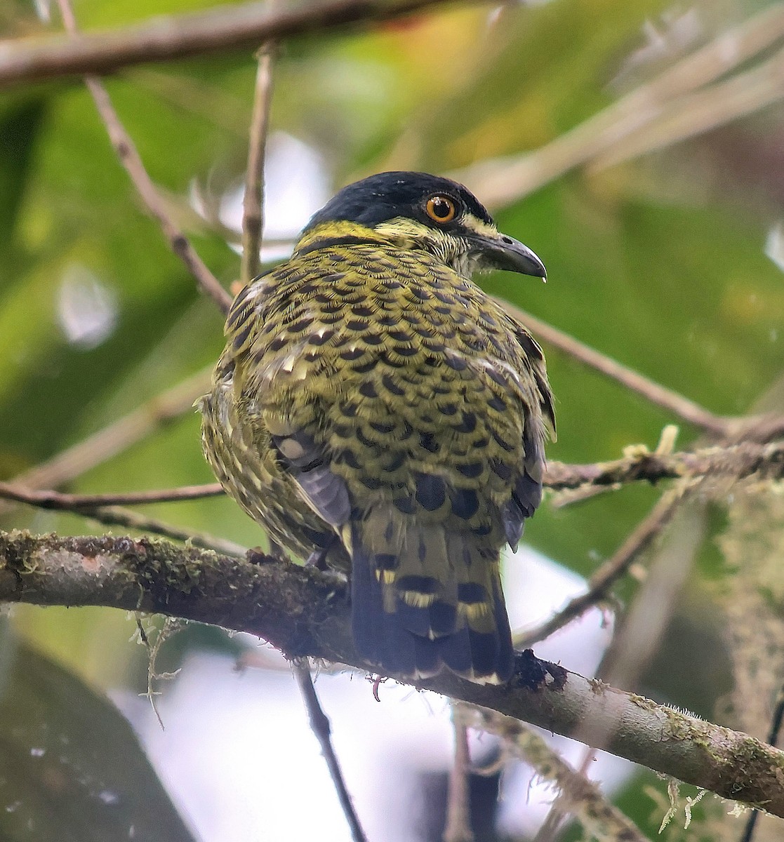 Scaled Fruiteater - ML644078587