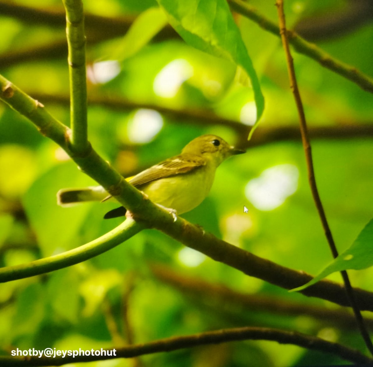 Yellow-rumped Flycatcher - ML644078598
