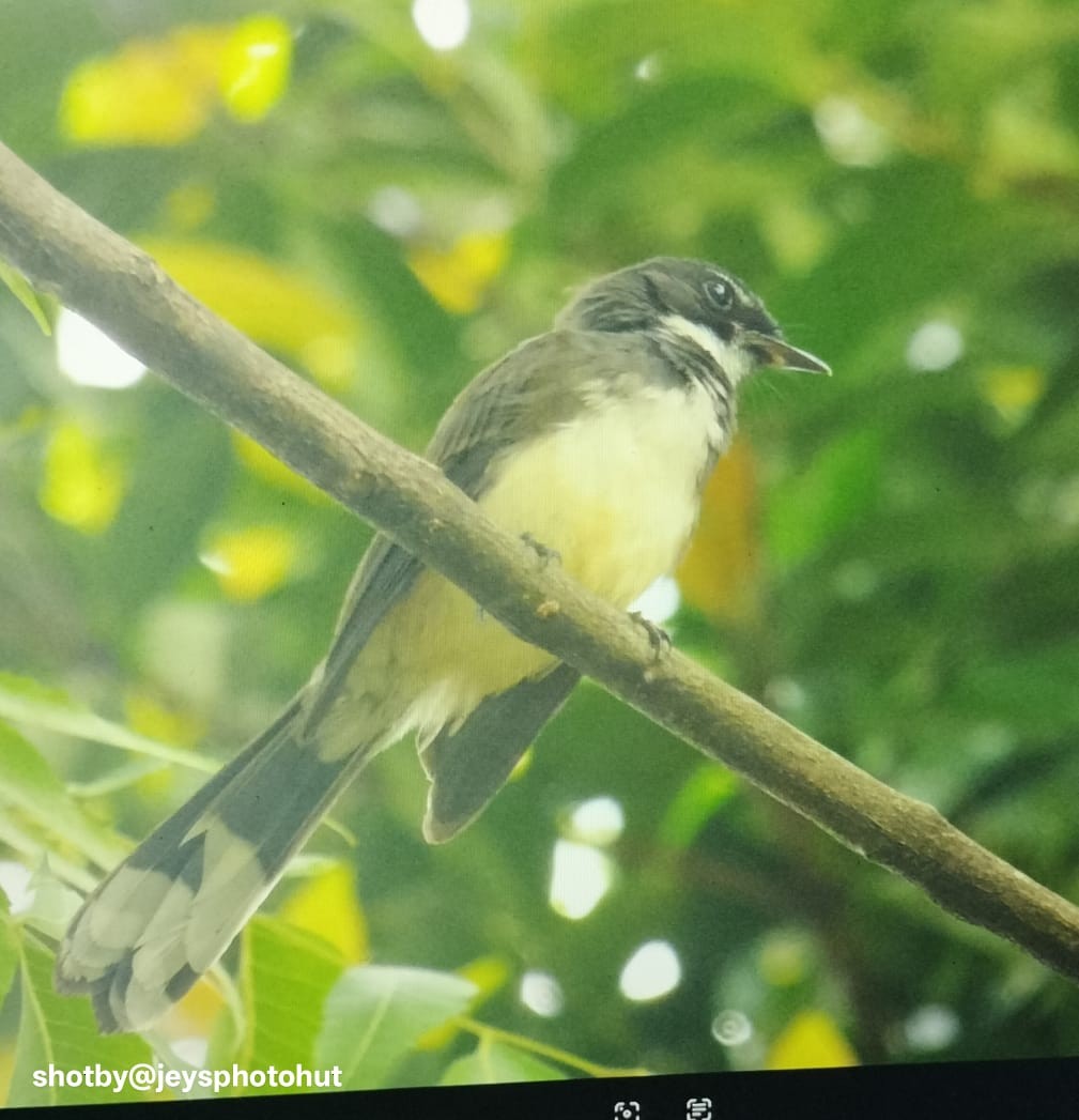 Malaysian Pied-Fantail - ML644078629