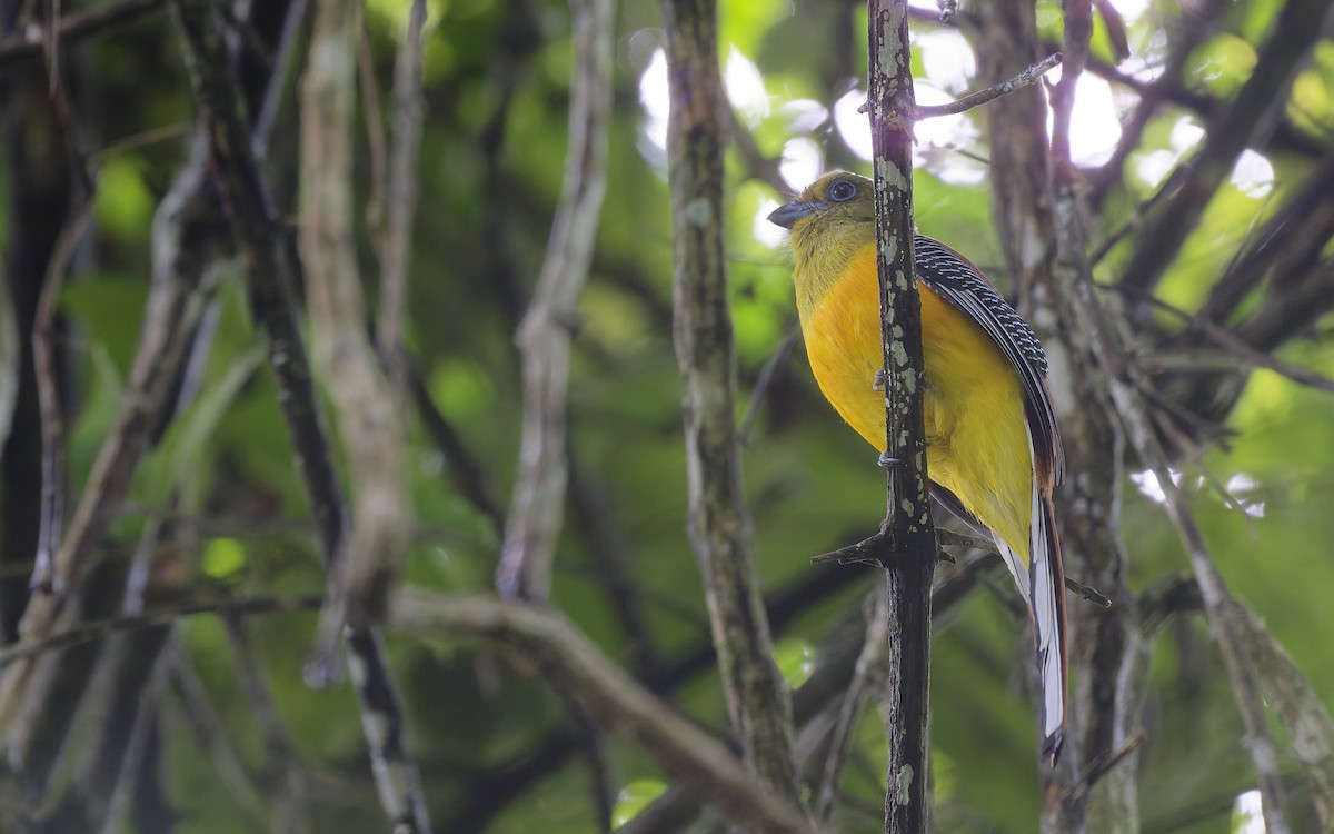 Orange-breasted Trogon - ML644078632