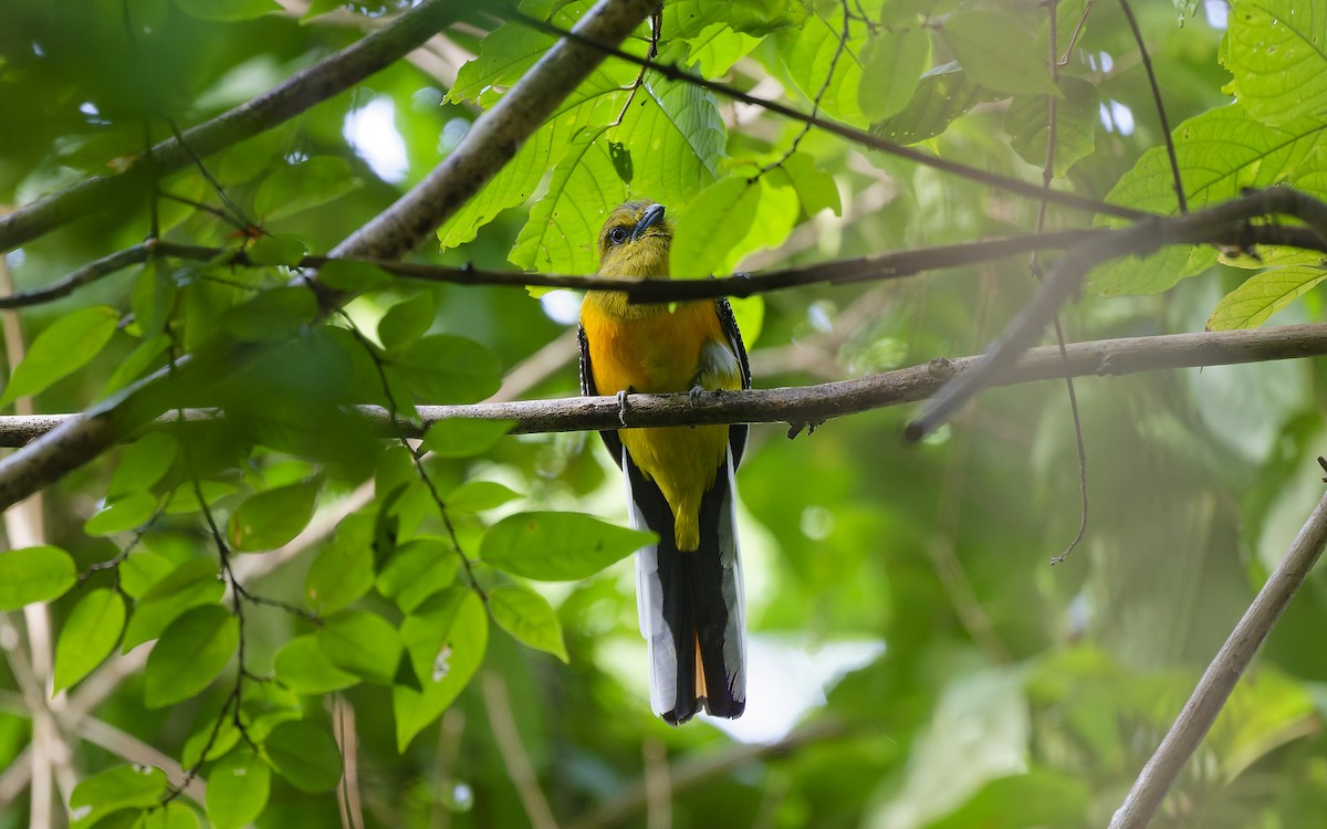 Orange-breasted Trogon - ML644078633