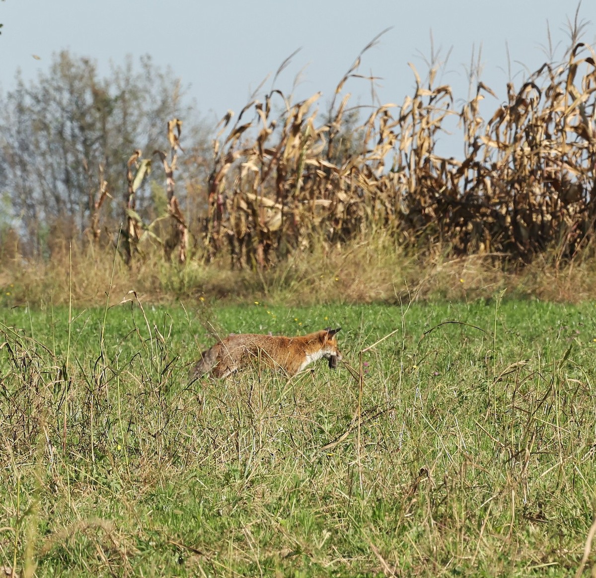 Animals - ML644078640