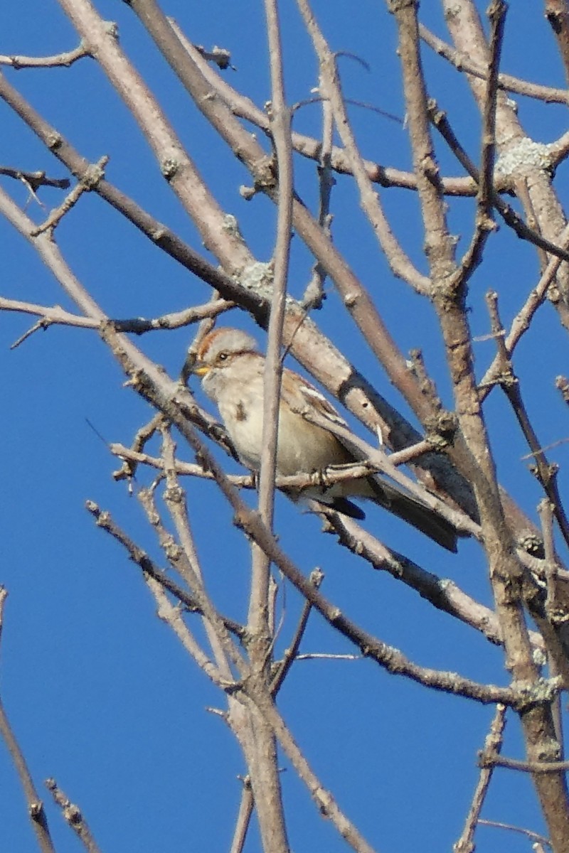 American Tree Sparrow - ML644078642