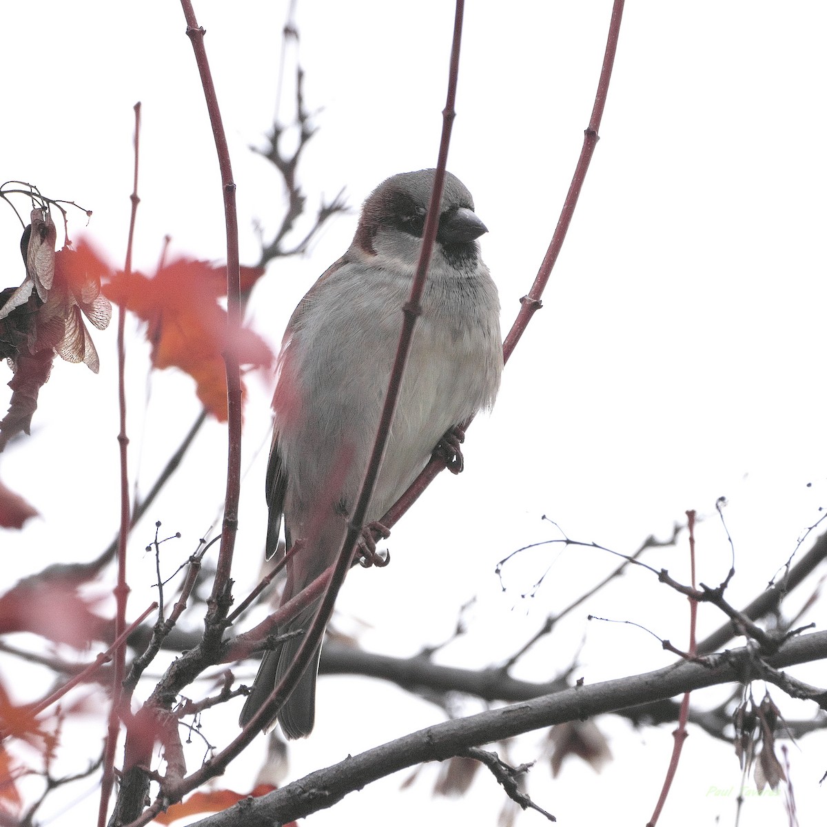 House Sparrow - ML644078647