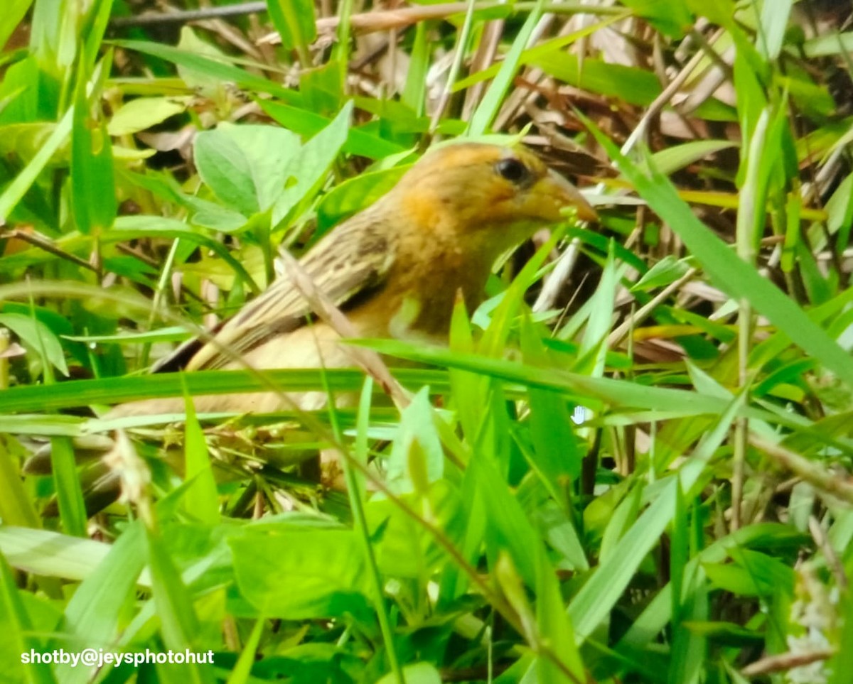 Baya Weaver - ML644078652