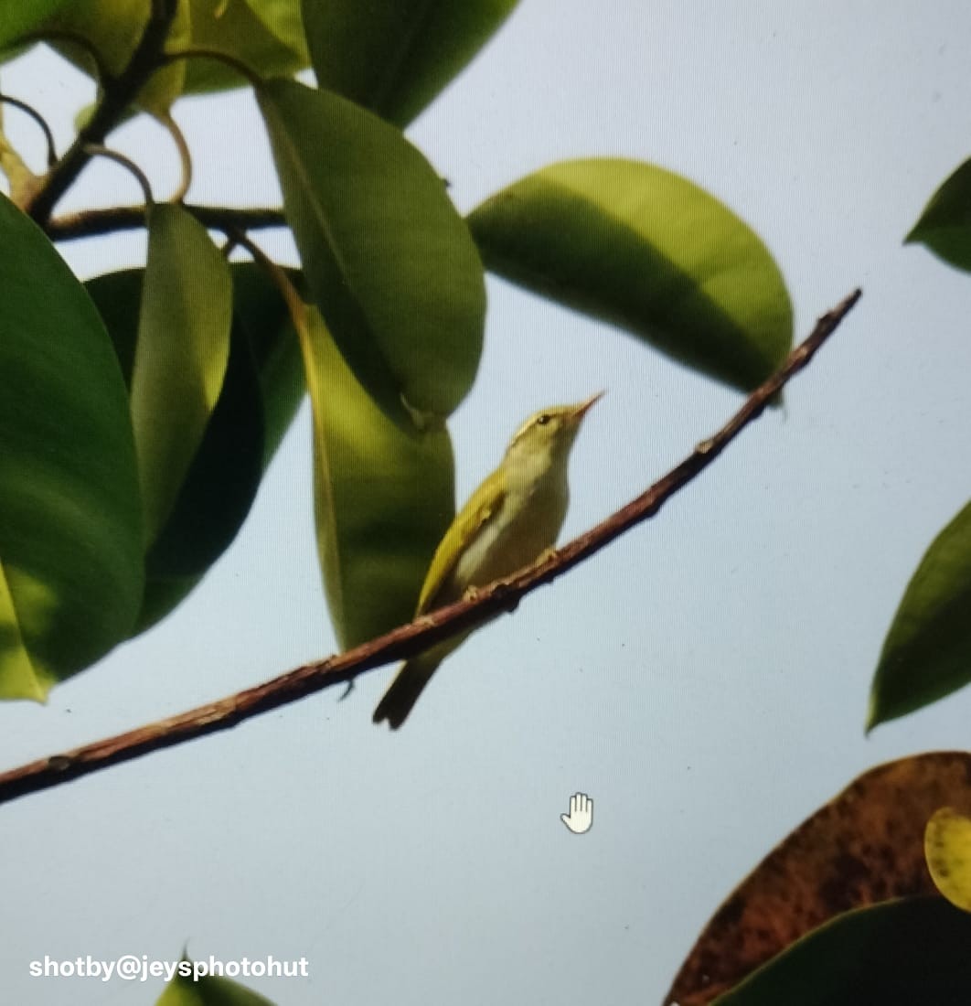 Eastern Crowned Warbler - ML644078654