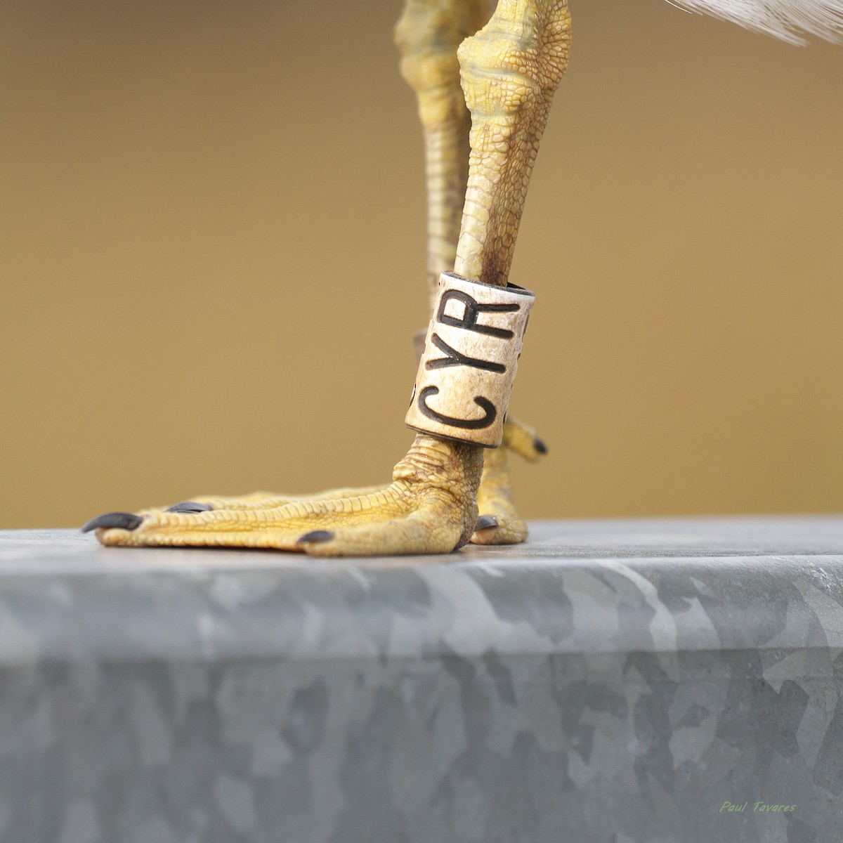 Ring-billed Gull - ML644078660