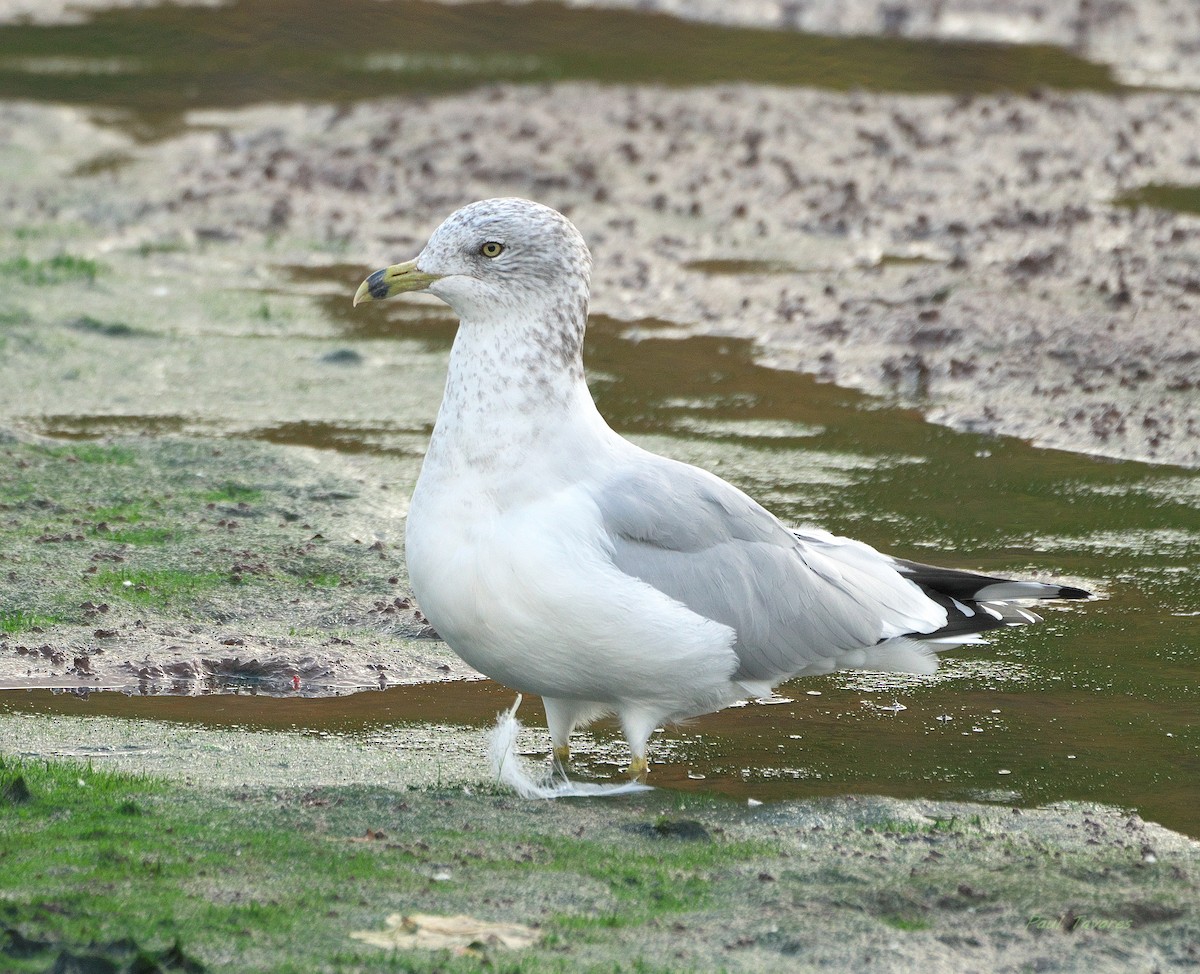 Ring-billed Gull - ML644078661