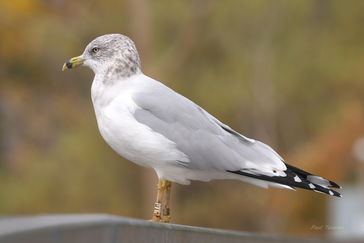 Ring-billed Gull - ML644078662