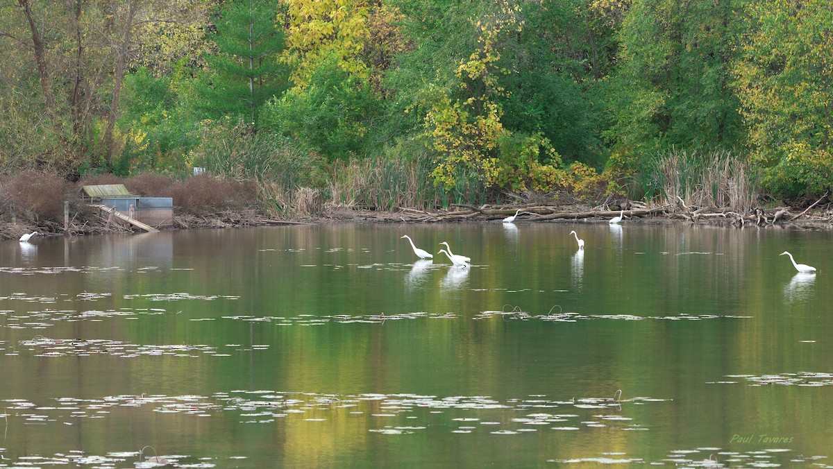Great Egret - ML644078668
