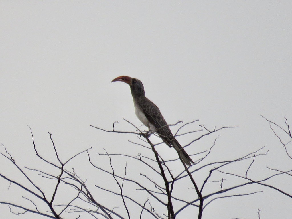 Bradfield's Hornbill - ML644078678