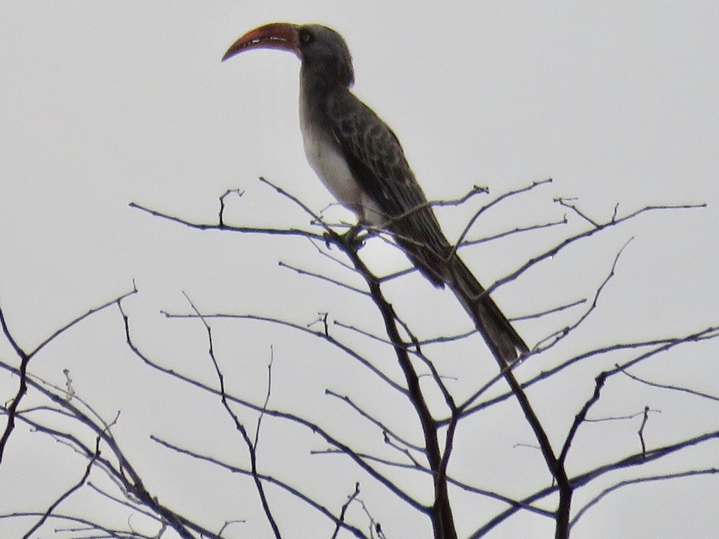 Bradfield's Hornbill - ML644078679