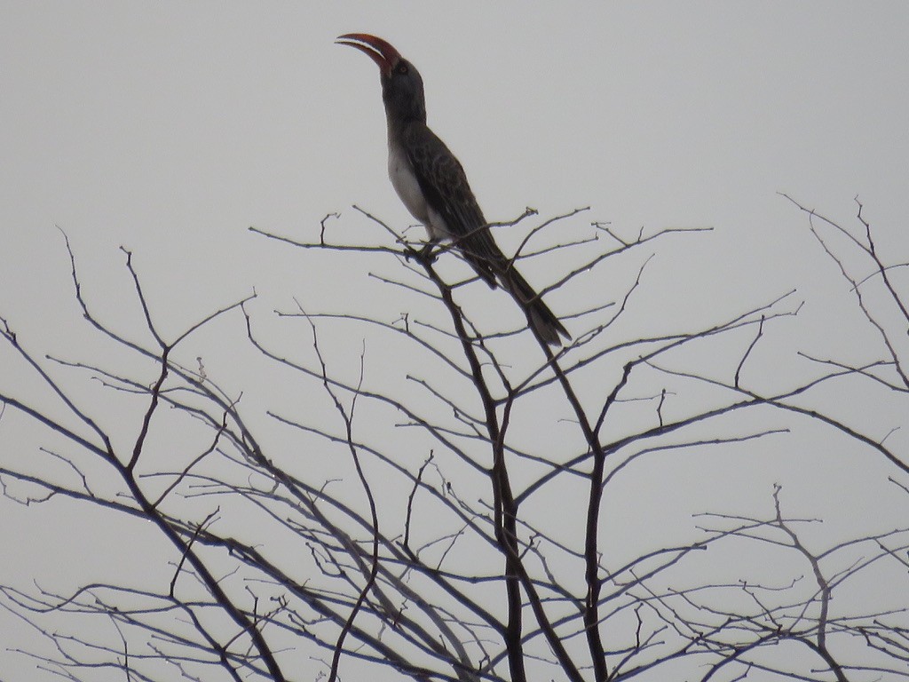 Bradfield's Hornbill - ML644078680