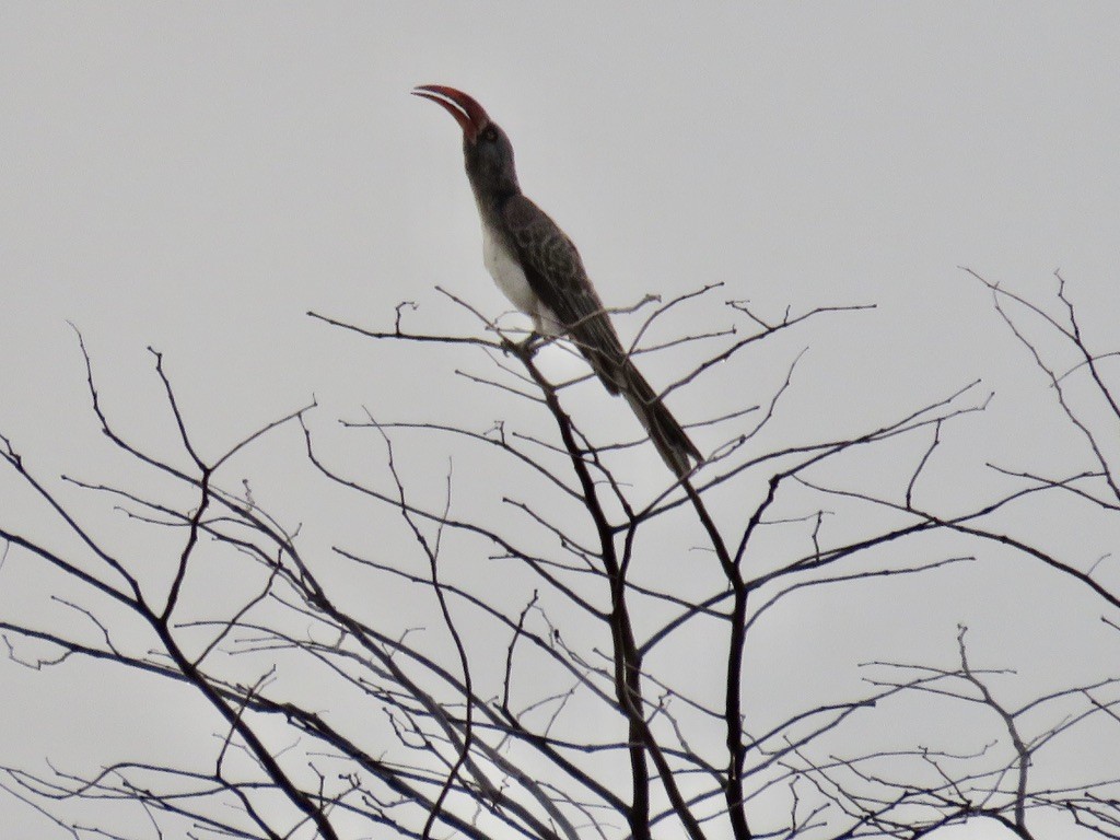 Bradfield's Hornbill - ML644078681
