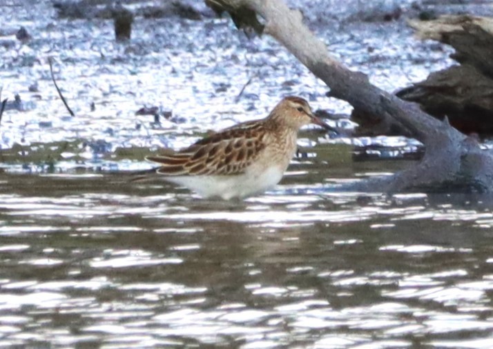 Graubrust-Strandläufer - ML644078682