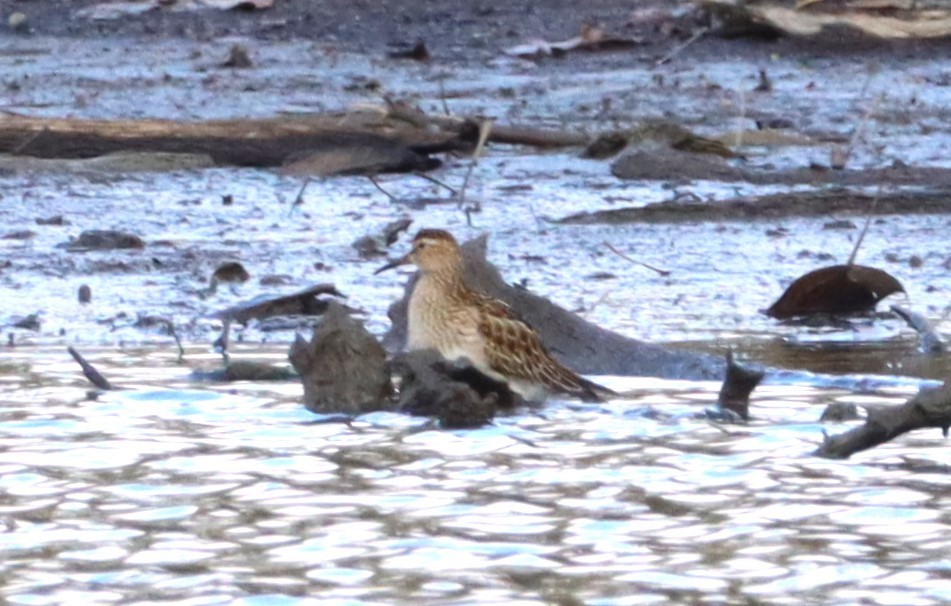 Graubrust-Strandläufer - ML644078683