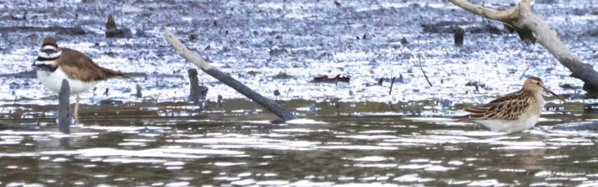 Graubrust-Strandläufer - ML644078684