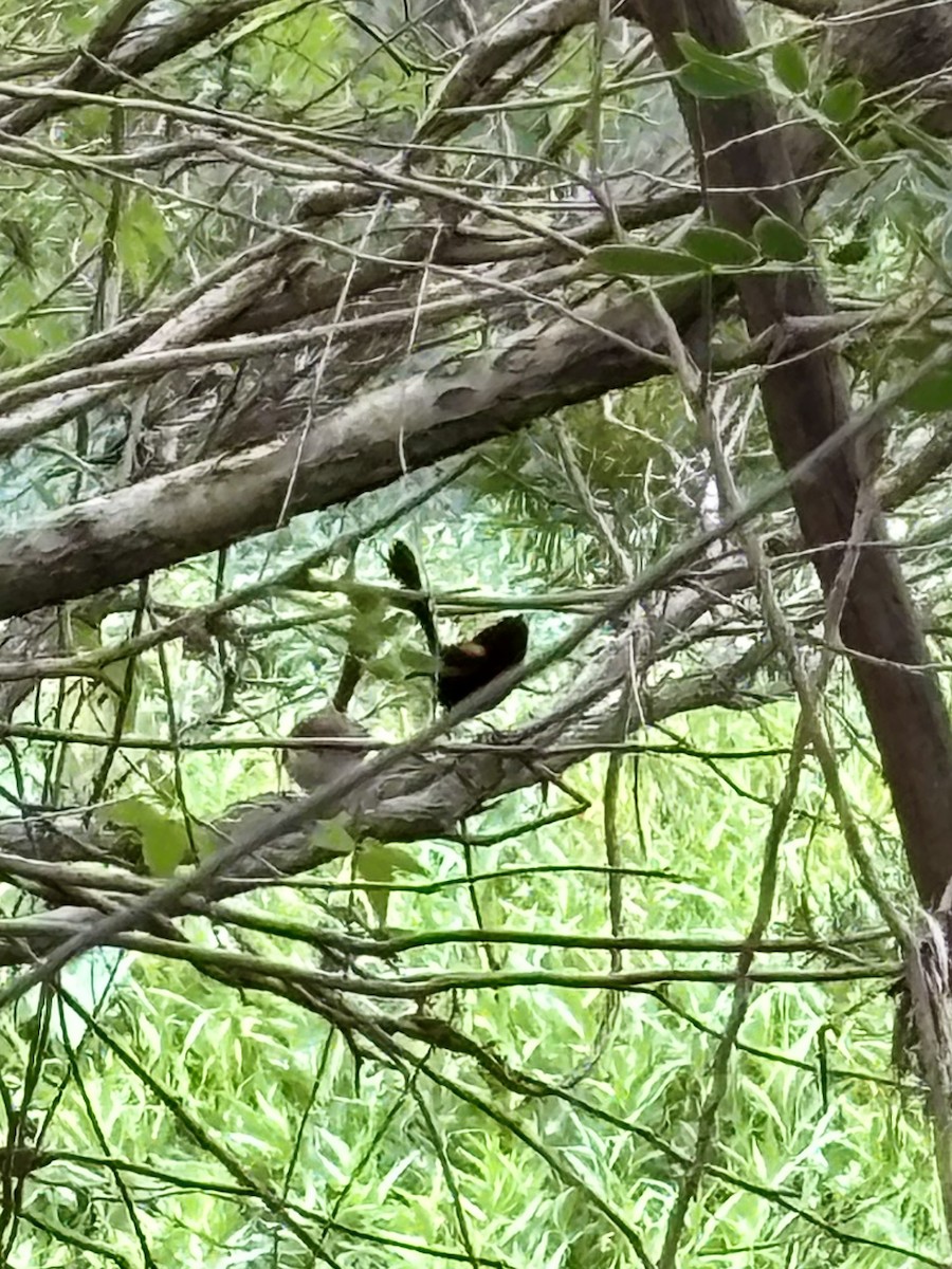 Red-backed Fairywren - ML644078685