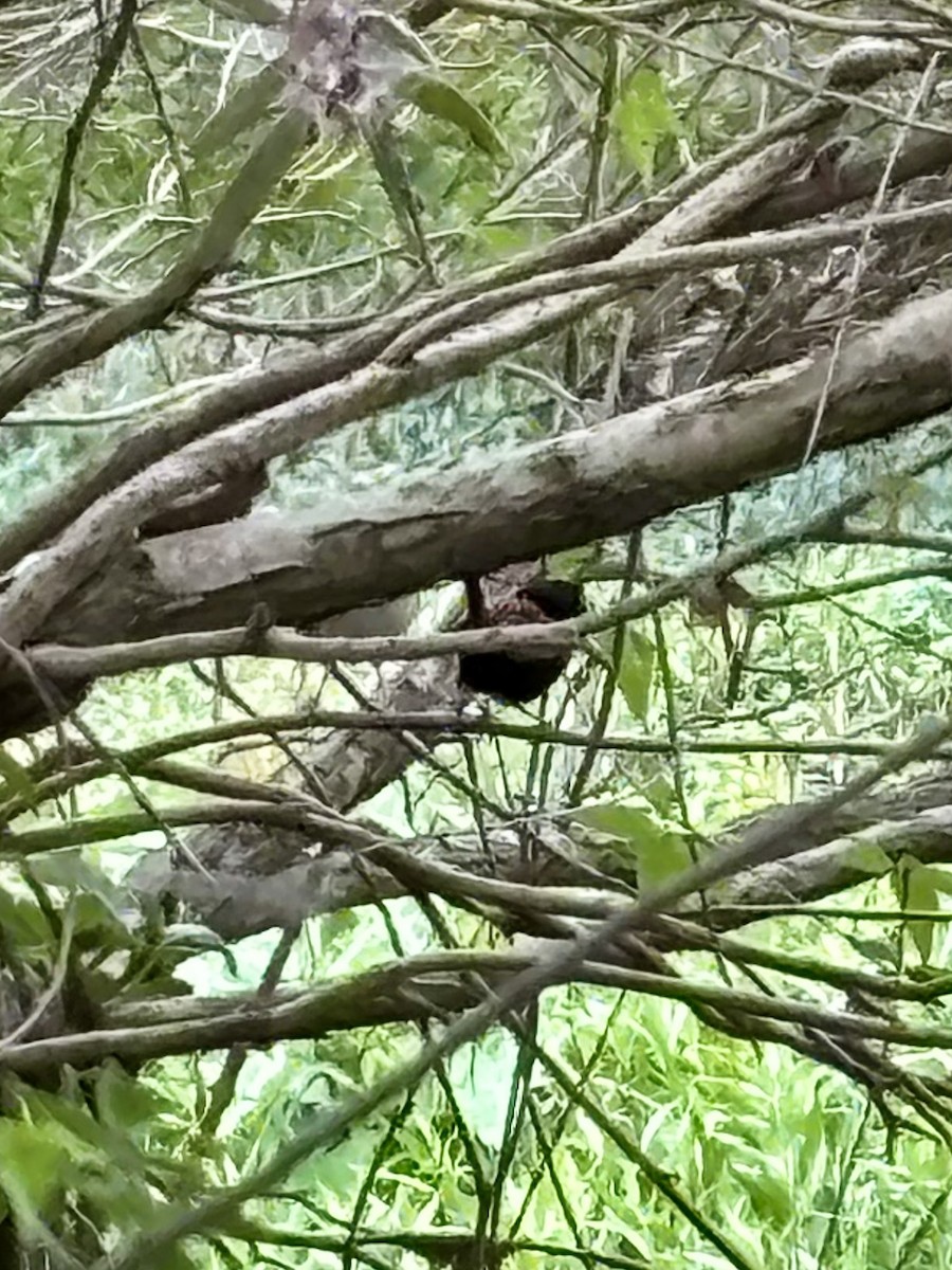 Red-backed Fairywren - ML644078687