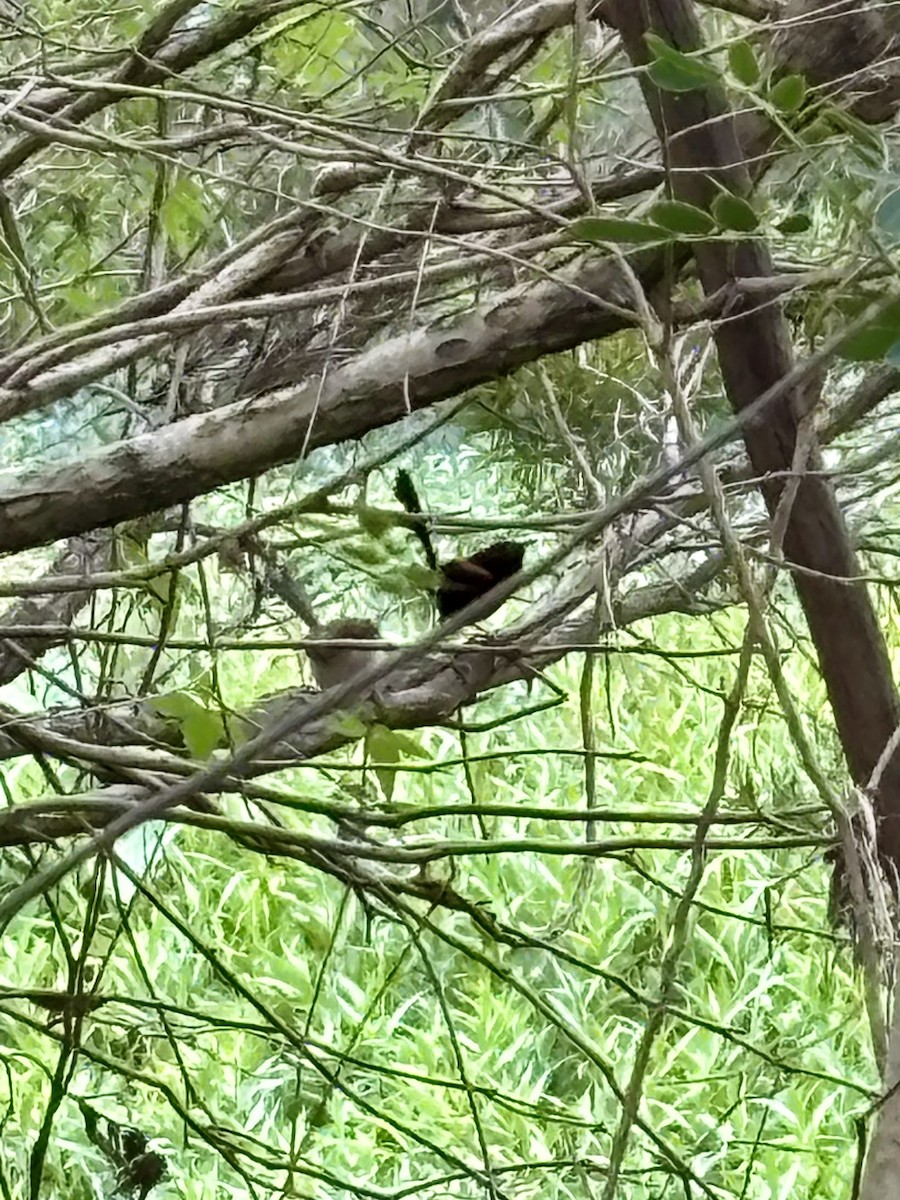 Red-backed Fairywren - ML644078688