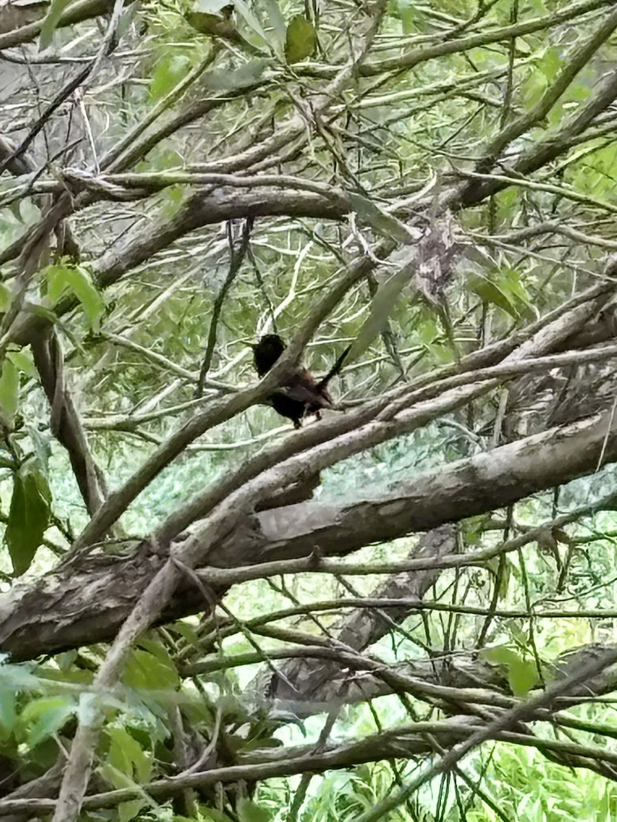 Red-backed Fairywren - ML644078689