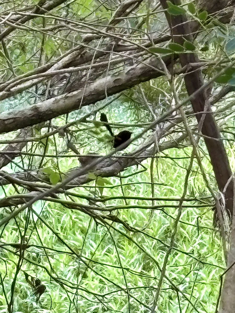 Red-backed Fairywren - ML644078690