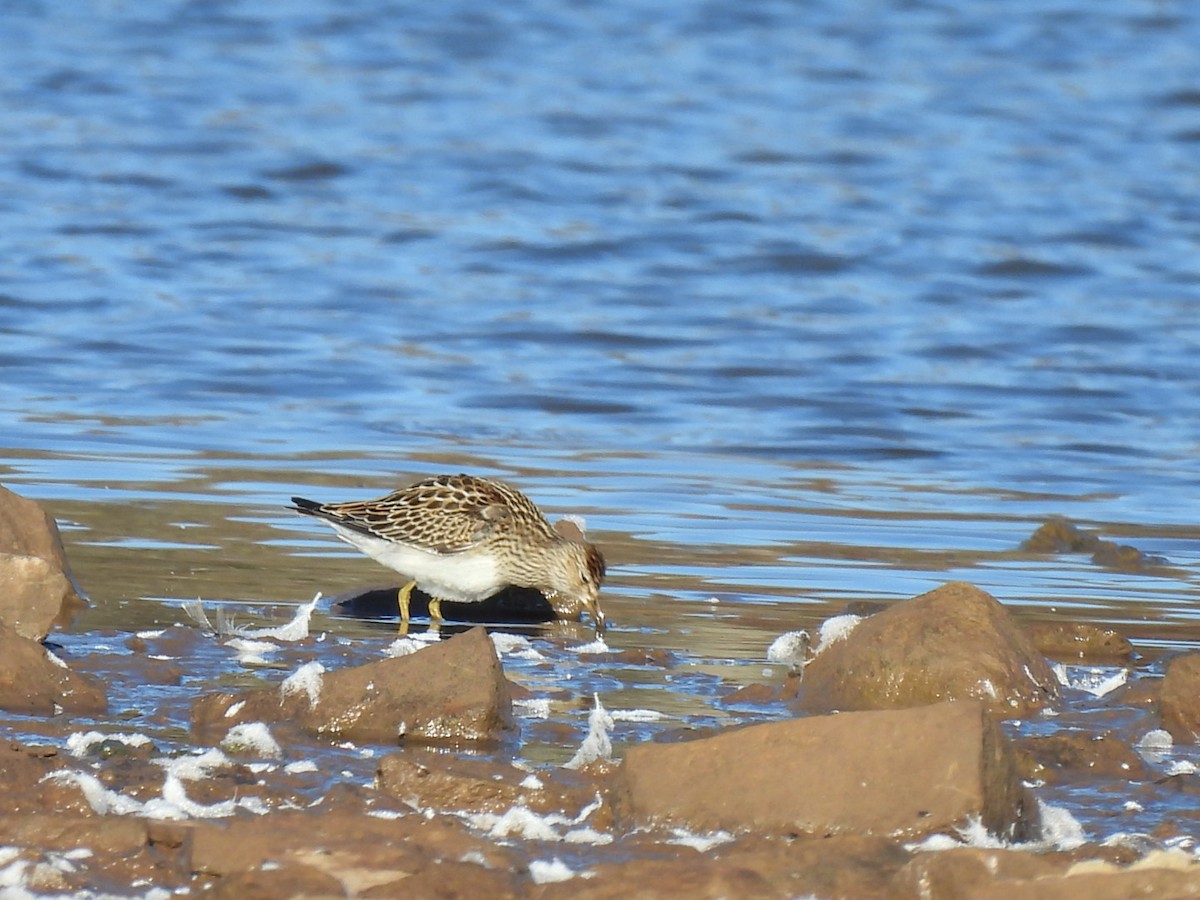 Graubrust-Strandläufer - ML644078711