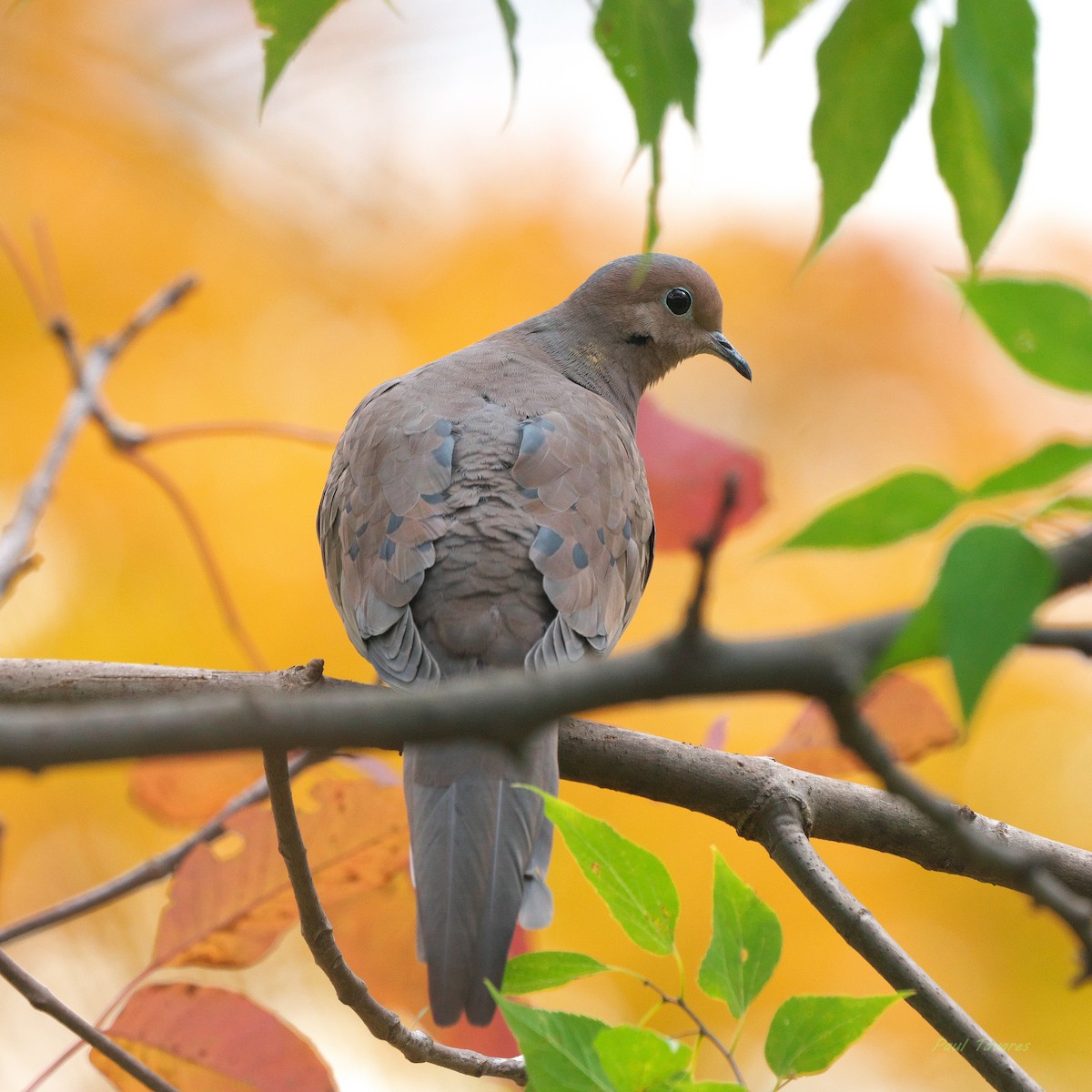 Mourning Dove - ML644078712