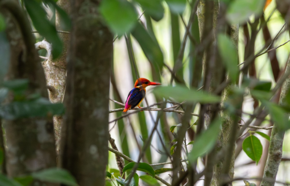 Black-backed Dwarf-Kingfisher - ML644078713