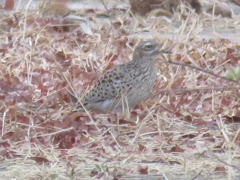 Spotted Thick-knee - ML644078714