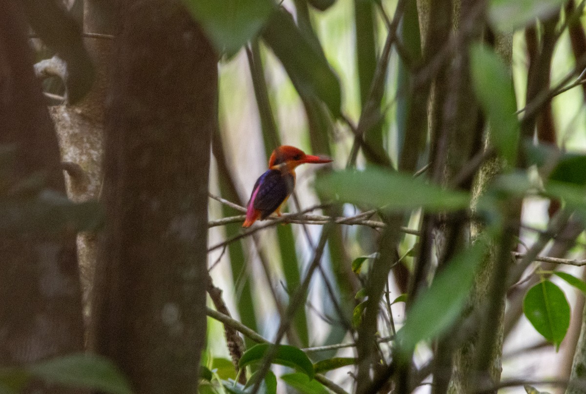 Black-backed Dwarf-Kingfisher - ML644078728