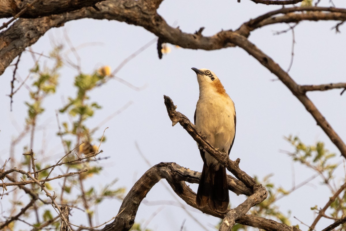 Bare-cheeked Babbler - ML644078747
