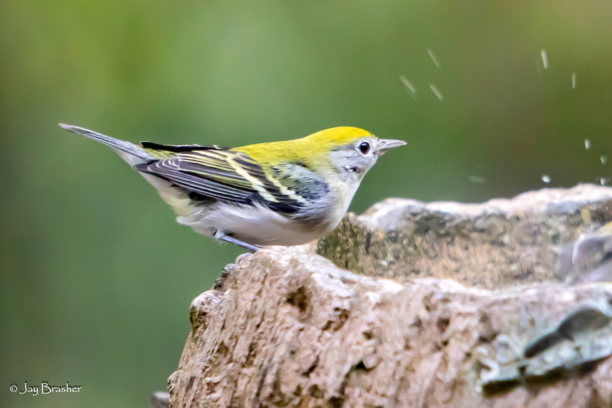 Chestnut-sided Warbler - ML644078748