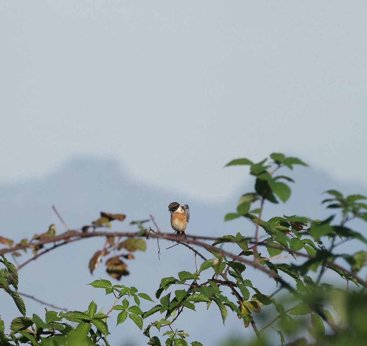 European Stonechat - ML644078760