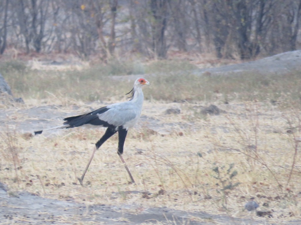 Secretarybird - ML644078775