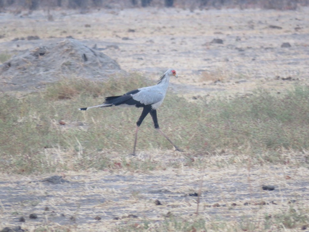 Secretarybird - ML644078776