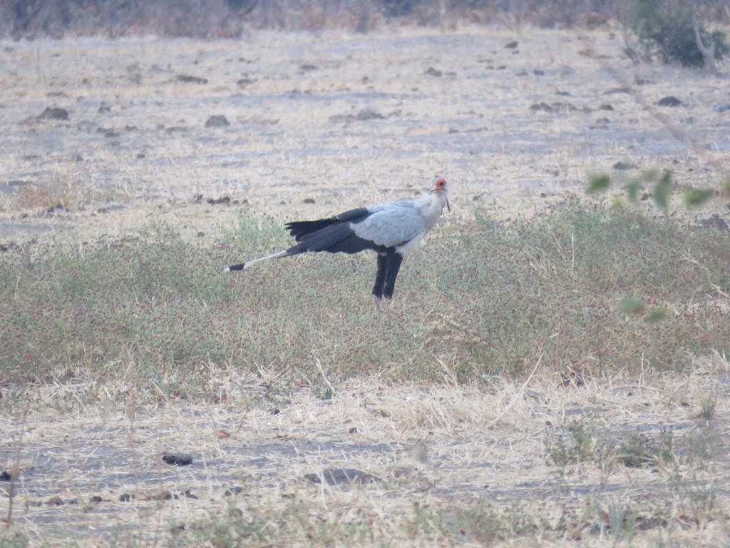 Secretarybird - ML644078777
