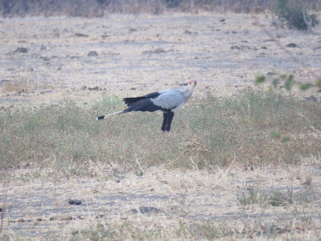 Secretarybird - ML644078778